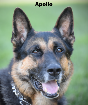 Apollo 2023 web - Copy - Copy